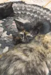 Playful local breed kittens looking for loving home- adoption - Batticalo - thumbnail 2