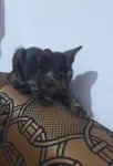 Playful local breed kittens looking for loving home- adoption - Batticalo - thumbnail 3