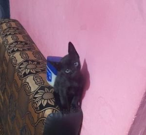 Playful local breed kittens looking for loving home- adoption - Batticalo