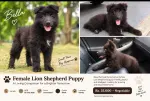 Beautiful Female Lion Shepherd Puppy – Kandy 🐕‍🦺❤️ - thumbnail 2