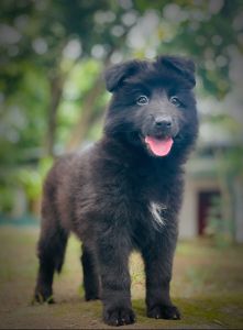 Beautiful Female Lion Shepherd Puppy – Kandy 🐕🦺❤️