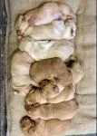 Labrador Puppies - thumbnail 2