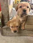 Labrador Puppies - thumbnail 3