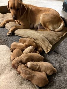Labrador Puppies