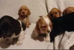 Cocker Spaniel puppies - thumbnail 1