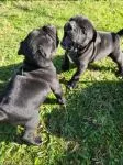 Pure Bred Staffy Puppies - thumbnail 1