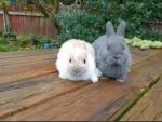 Dwarf Rabbits - thumbnail 1