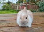 Dwarf Rabbits - thumbnail 3
