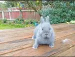 Dwarf Rabbits - thumbnail 2