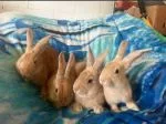 Flemish giant Rabbits for sale - thumbnail 1