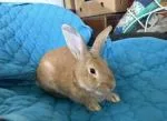 Flemish giant Rabbits for sale - thumbnail 3