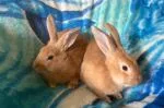 Flemish giant Rabbits for sale - thumbnail 2