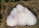 Purebred NZ White Rabbits - thumbnail 2