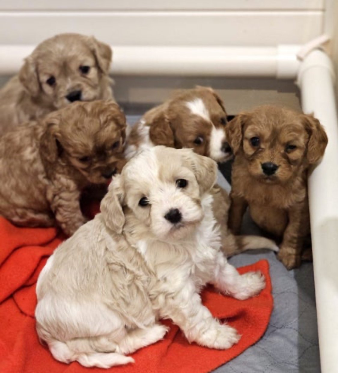 CAVOODLES Puppies - photo 1