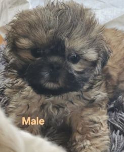 Shih Tzu Puppies