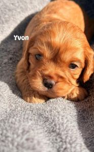Cavoodle Puppies