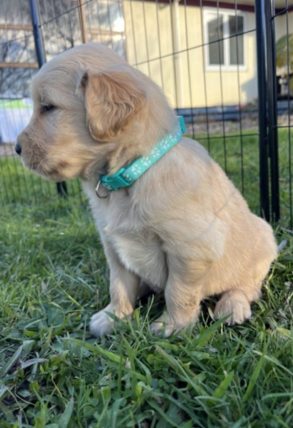 Golden Retriever Puppies - photo 1