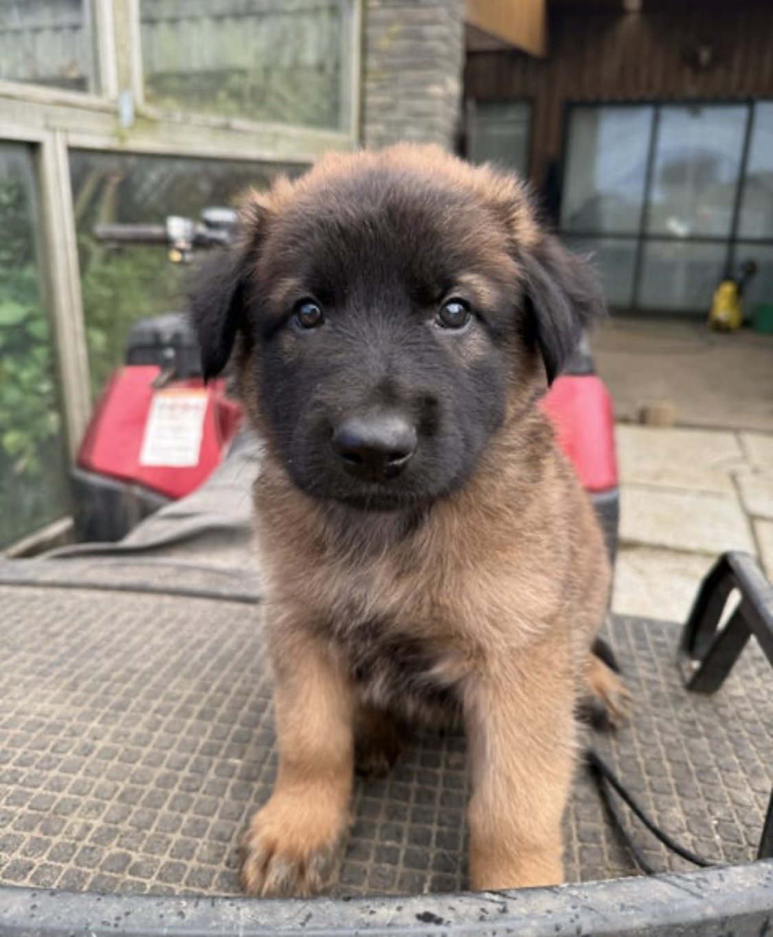Belgian Malinois Puppies - photo 1