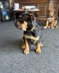 American bully X Rottweiler Pups - thumbnail 2