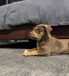 American bully X Rottweiler Pups - thumbnail 1