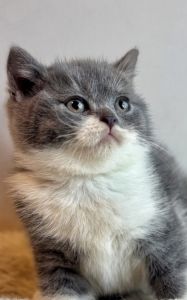 Registered British shorthair kittens