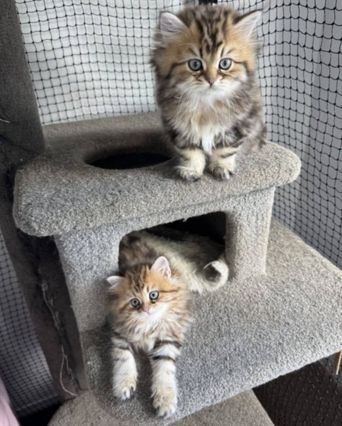 British Golden Tabby Longhair Kittens - photo 1