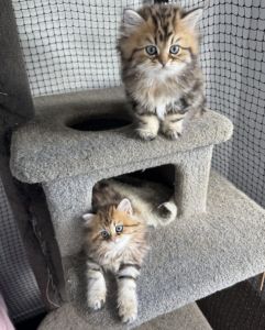 British Golden Tabby Longhair Kittens