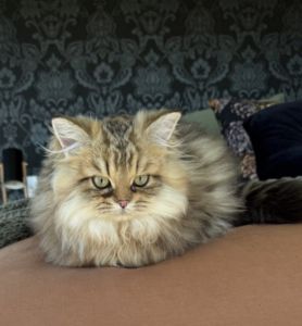 British Golden Tabby Longhair Kittens