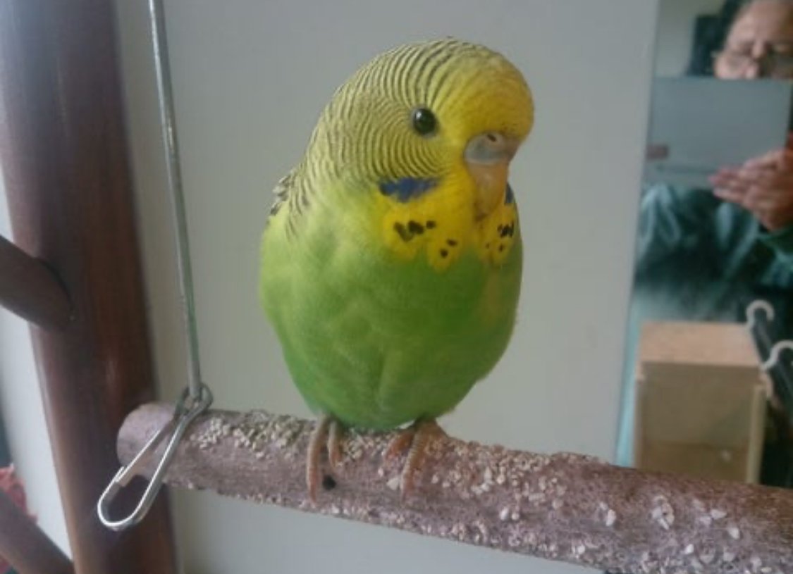 Baby Budgies - photo 1