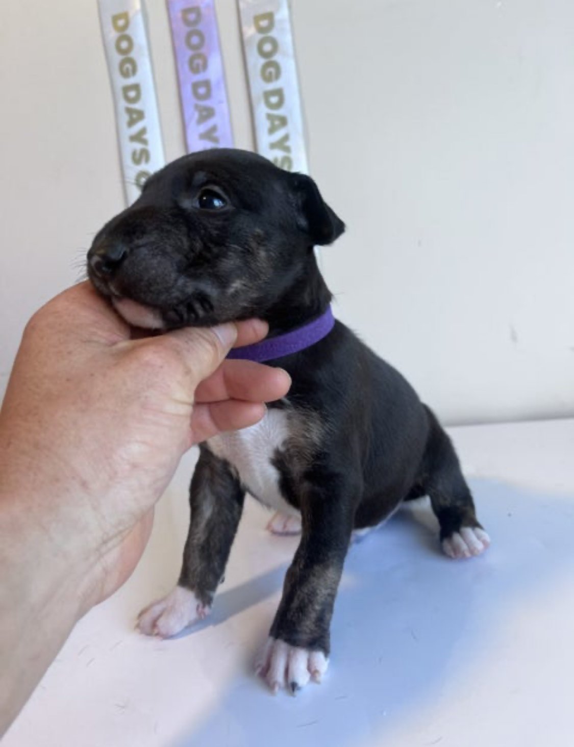 English Bull terrier puppies - photo 1