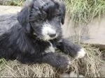 Bearded Collie pups - thumbnail 2
