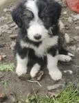 Bearded Collie pups - thumbnail 1