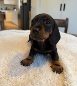Miniature Daschund Puppies