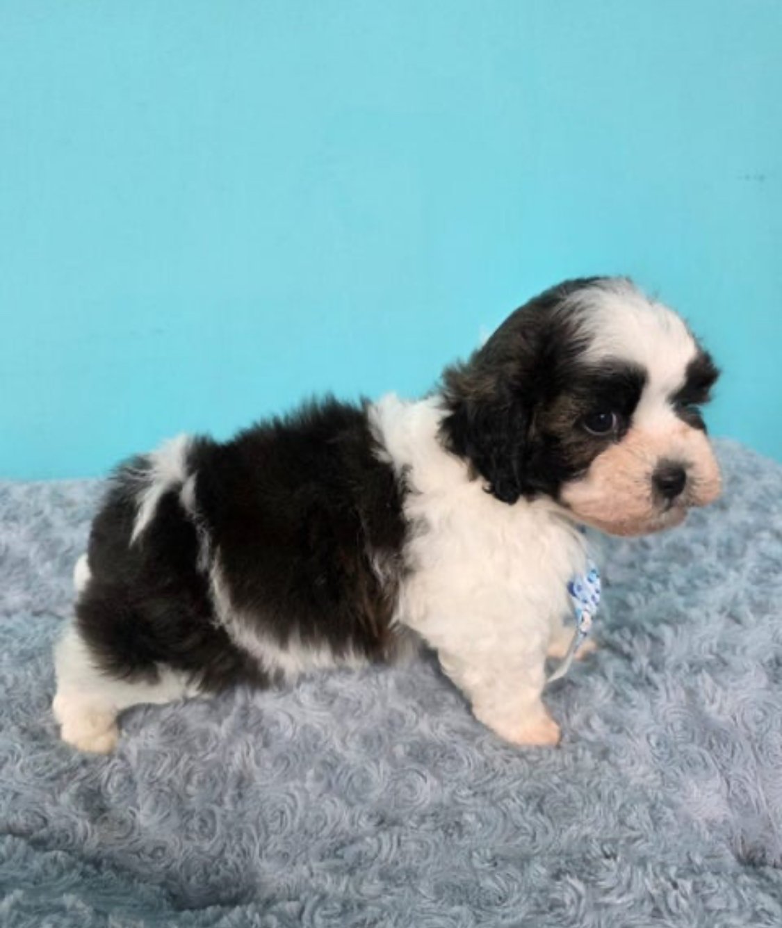 Poodle X Shih tzu Puppies - photo 1