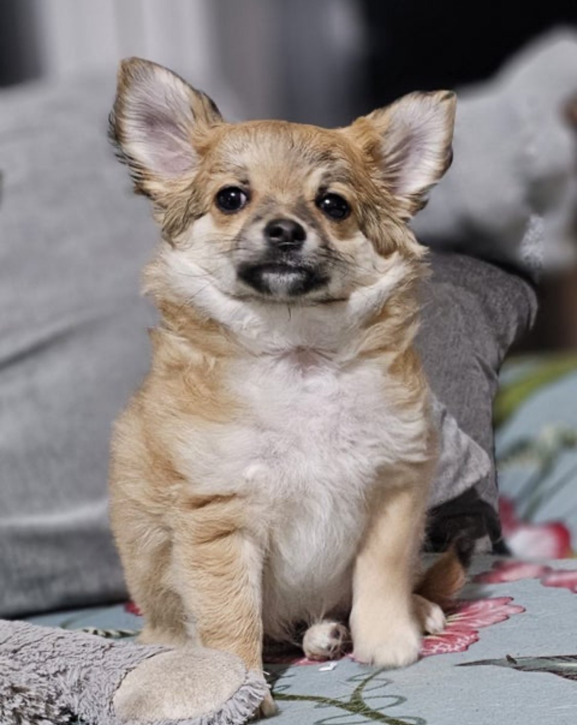 Chihuahua puppy - photo 1