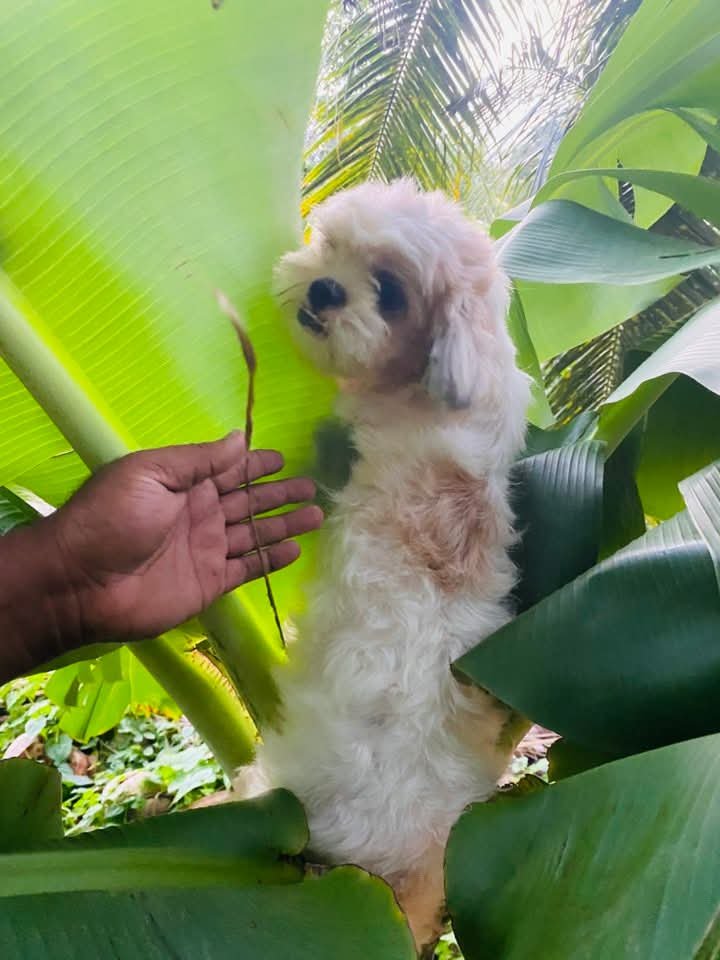 Shih Tzu Puppies - photo 1