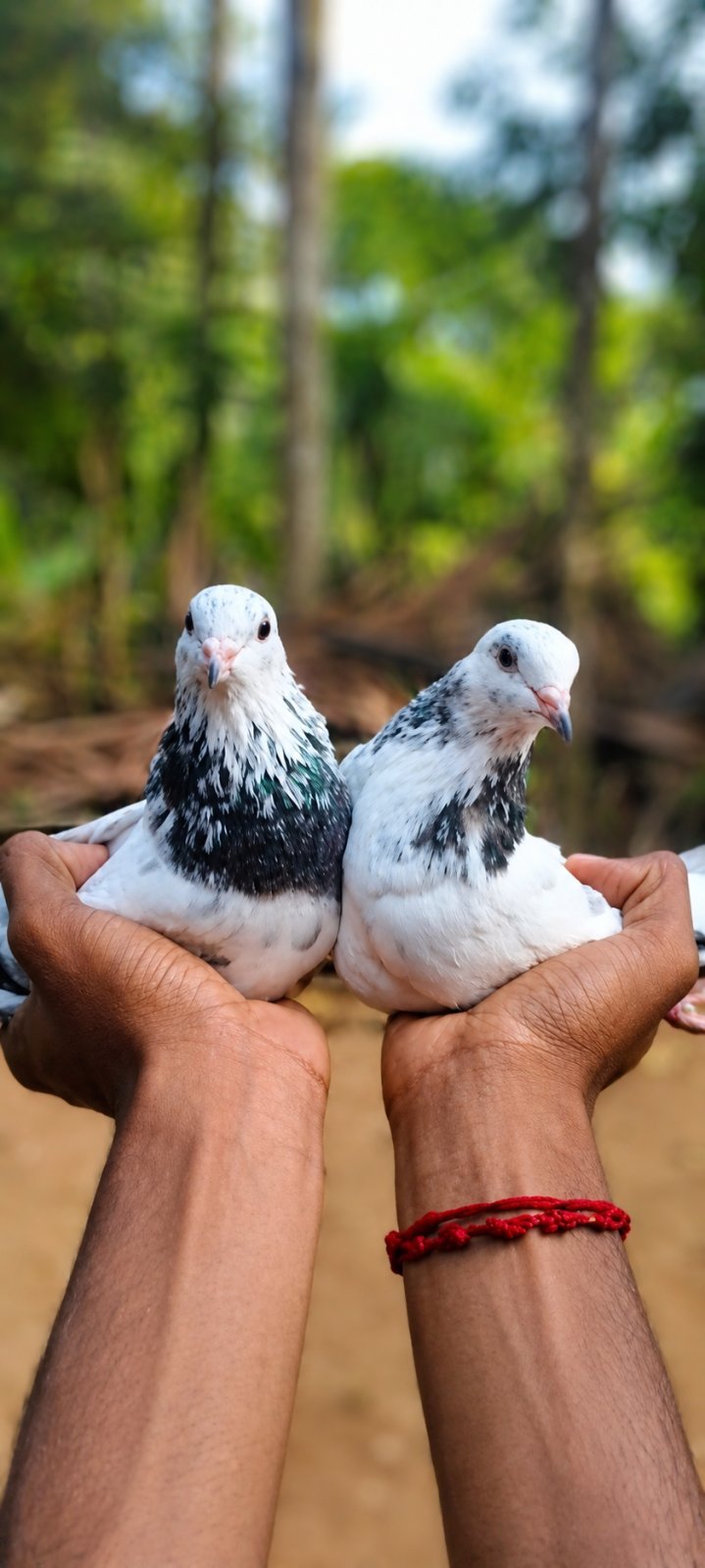 Pigeons pair - photo 1