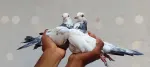 Pigeons pair - thumbnail 4