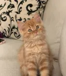 Yellow Kitten - thumbnail 2