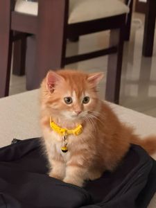 Yellow Kitten